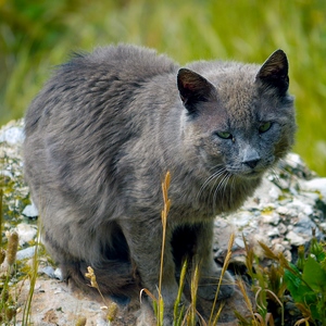 Chat gris sur un rocher dans une prairie - Turquie  - collection de photos clin d'oeil, catégorie animaux